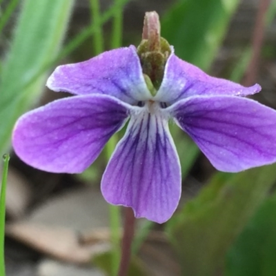 Viola betonicifolia (Mountain Violet) at QPRC LGA - 25 Oct 2016 by Wandiyali