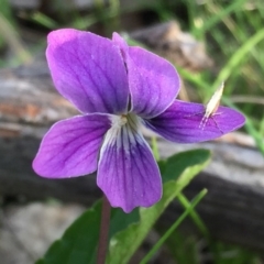 Viola betonicifolia at Googong, NSW - 25 Oct 2016 05:44 PM