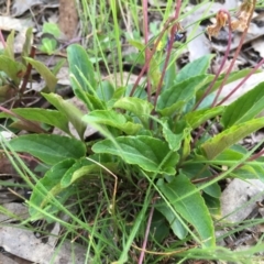 Viola betonicifolia at Googong, NSW - 25 Oct 2016