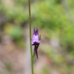 Linaria pelisseriana (Pelisser's Toadflax) at Canberra Central, ACT - 25 Oct 2016 by petersan