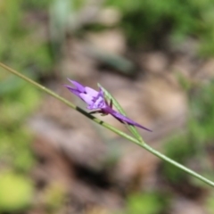 Linaria pelisseriana at Canberra Central, ACT - 25 Oct 2016 01:00 PM