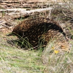 Tachyglossus aculeatus (Short-beaked Echidna) at Canberra Central, ACT - 25 Oct 2016 by petersan