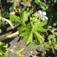 Geranium sp. Pleated sepals (D.E.Albrecht 4707) Vic. Herbarium (Naked Crane's-bill) at Conder, ACT - 24 Oct 2016 by MichaelBedingfield