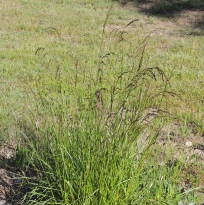 Lolium arundinaceum (Tall Fescue) at Conder, ACT - 24 Oct 2016 by MichaelBedingfield