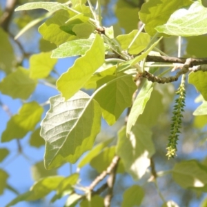 Populus alba at Tharwa, ACT - 24 Oct 2016 06:20 PM