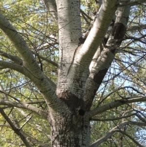 Populus alba at Tharwa, ACT - 24 Oct 2016