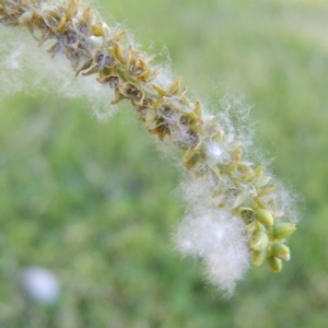 Populus alba at Tharwa, ACT - 24 Oct 2016