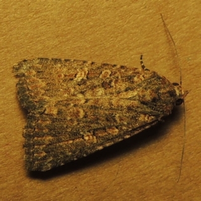 Hypoperigea tonsa (A noctuid moth) at Conder, ACT - 25 Oct 2016 by michaelb