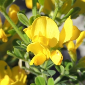 Genista monspessulana at Conder, ACT - 24 Oct 2016 05:46 PM