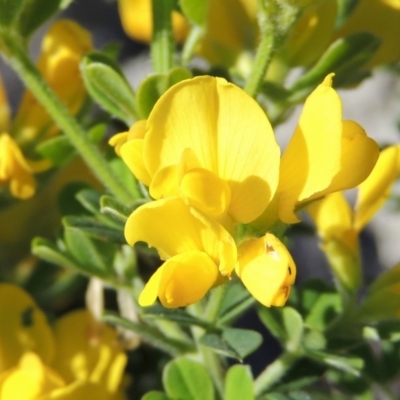 Genista monspessulana (Cape Broom, Montpellier Broom) at Conder, ACT - 24 Oct 2016 by michaelb