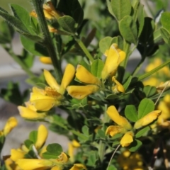 Genista monspessulana at Conder, ACT - 24 Oct 2016