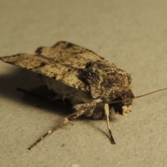 Agrotis porphyricollis (Variable Cutworm) at Conder, ACT - 25 Oct 2016 by michaelb