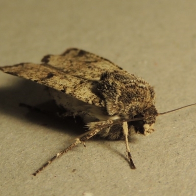 Agrotis porphyricollis (Variable Cutworm) at Pollinator-friendly garden Conder - 25 Oct 2016 by michaelb