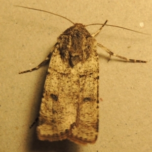 Agrotis porphyricollis at Conder, ACT - 25 Oct 2016 10:17 PM