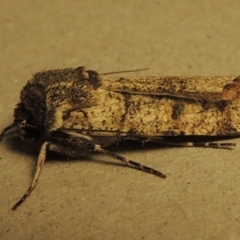 Agrotis porphyricollis at Conder, ACT - 25 Oct 2016