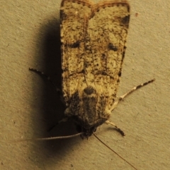 Agrotis porphyricollis at Conder, ACT - 25 Oct 2016 10:17 PM