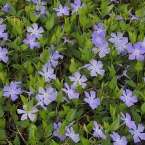 Vinca major at Chisholm, ACT - 12 Oct 2016