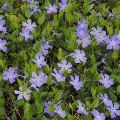 Vinca major (Blue Periwinkle) at Chisholm, ACT - 12 Oct 2016 by MichaelBedingfield