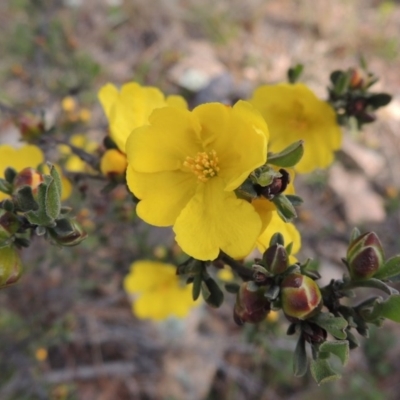 Hibbertia obtusifolia (Grey Guinea-flower) at Tuggeranong Pines - 12 Oct 2016 by michaelb