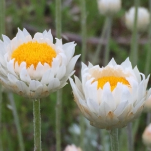 Leucochrysum albicans subsp. tricolor at Googong, NSW - 26 Oct 2016 08:21 AM