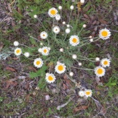 Leucochrysum albicans subsp. tricolor at Googong, NSW - 26 Oct 2016 08:21 AM