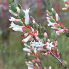 Brachyloma daphnoides (Daphne Heath) at Googong, NSW - 25 Oct 2016 by Wandiyali