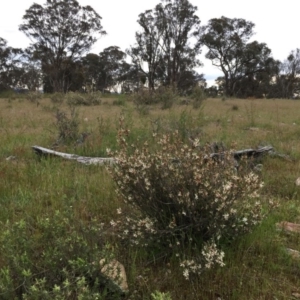 Brachyloma daphnoides at Googong, NSW - 26 Oct 2016