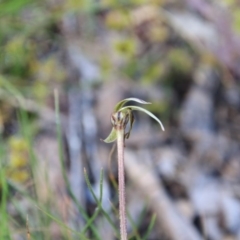 Caladenia actensis (Canberra Spider Orchid) at Mount Majura - 25 Oct 2016 by petersan