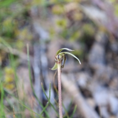 Caladenia actensis (Canberra Spider Orchid) at Mount Majura - 25 Oct 2016 by petersan