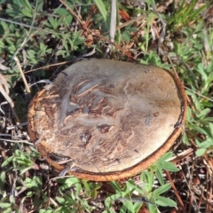 Suillus sp. (A bolete ) at Gilmore, ACT - 12 Oct 2016 by michaelb