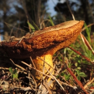 Suillus sp. at Gilmore, ACT - 12 Oct 2016 06:55 PM