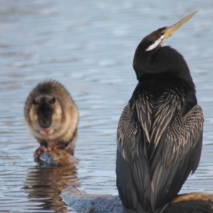 Hydromys chrysogaster at Canberra, ACT - 7 Jul 2006