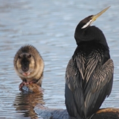 Hydromys chrysogaster (Rakali or Water Rat) at Mount Ainslie to Black Mountain - 7 Jul 2006 by Harrisi