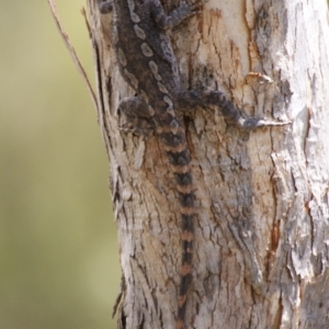 Amphibolurus muricatus at Carwoola, NSW - 26 Oct 2016