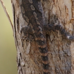 Amphibolurus muricatus at Carwoola, NSW - 26 Oct 2016