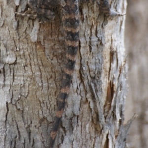 Amphibolurus muricatus at Carwoola, NSW - 26 Oct 2016