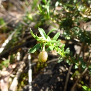 Rhytidosporum procumbens at Bruce, ACT - 26 Oct 2016 11:24 AM