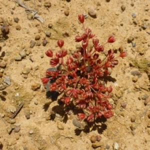 Crassula decumbens var. decumbens at Belconnen, ACT - 26 Oct 2016 11:12 AM