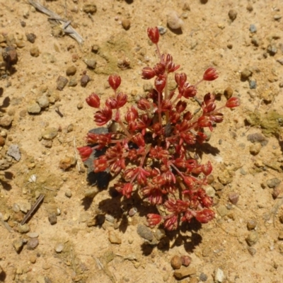 Crassula decumbens var. decumbens (A Stonecrop) at Flea Bog Flat to Emu Creek Corridor - 26 Oct 2016 by JanetRussell