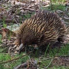 Tachyglossus aculeatus (Short-beaked Echidna) at QPRC LGA - 26 Oct 2016 by Wandiyali