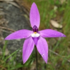 Glossodia major (Wax Lip Orchid) at QPRC LGA - 26 Oct 2016 by Wandiyali