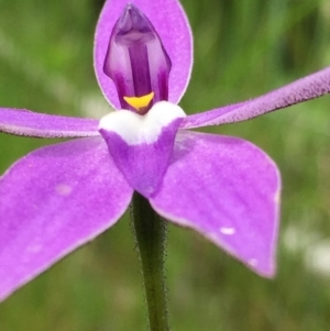 Glossodia major at Googong, NSW - 26 Oct 2016