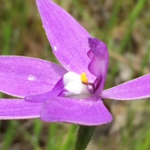 Glossodia major at Googong, NSW - 26 Oct 2016