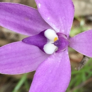 Glossodia major at Googong, NSW - 26 Oct 2016