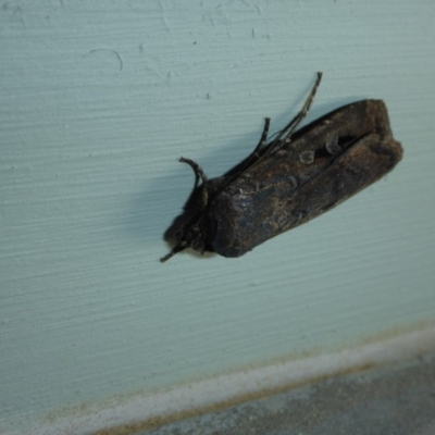 Agrotis infusa (Bogong Moth, Common Cutworm) at Reid, ACT - 14 Oct 2016 by JanetRussell