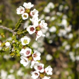 Micromyrtus ciliata at Bruce, ACT - 26 Oct 2016