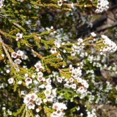 Micromyrtus ciliata at Bruce, ACT - 26 Oct 2016