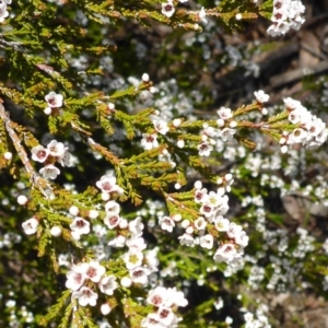 Micromyrtus ciliata at Bruce, ACT - 26 Oct 2016 11:20 AM