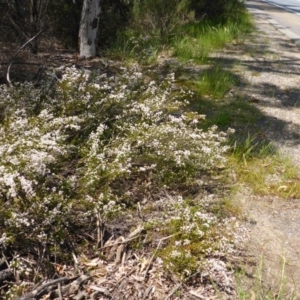 Micromyrtus ciliata at Bruce, ACT - 26 Oct 2016