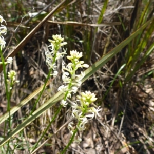 Stackhousia monogyna at Bruce, ACT - 26 Oct 2016